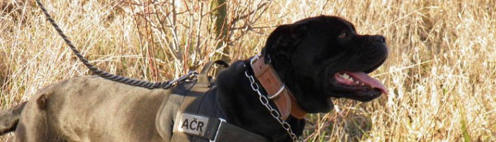 Americký Bandog – American Bandog